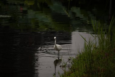 Bu büyük balıkçıl fotoğraf çekildiğinde suda yüzüyordu. Bu kuş gölde yiyecek arıyor. Hareketi gösteren dalgalar. Kuşun net yansıması çok güzel..