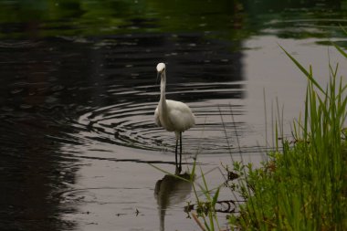Bu büyük balıkçıl fotoğraf çekildiğinde suda yüzüyordu. Bu kuş gölde yiyecek arıyor. Hareketi gösteren dalgalar. Kuşun net yansıması çok güzel..