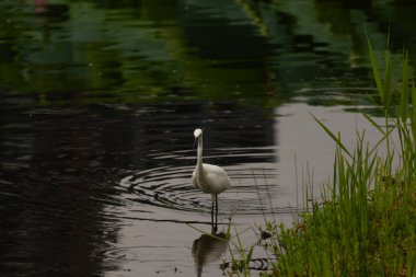 Bu büyük balıkçıl fotoğraf çekildiğinde suda yüzüyordu. Bu kuş gölde yiyecek arıyor. Hareketi gösteren dalgalar. Kuşun net yansıması çok güzel..