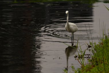 Bu büyük balıkçıl fotoğraf çekildiğinde suda yüzüyordu. Bu kuş gölde yiyecek arıyor. Hareketi gösteren dalgalar. Kuşun net yansıması çok güzel..