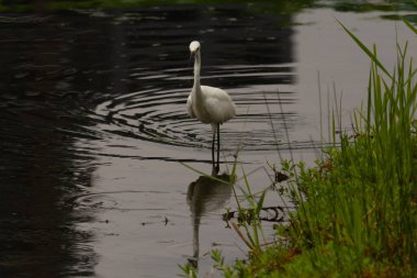 Bu büyük balıkçıl fotoğraf çekildiğinde suda yüzüyordu. Bu kuş gölde yiyecek arıyor. Hareketi gösteren dalgalar. Kuşun net yansıması çok güzel..