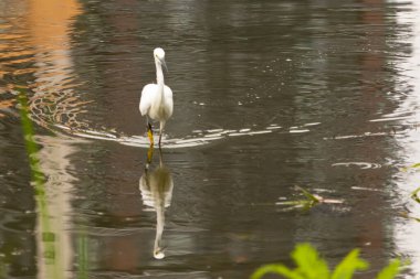 Bu büyük balıkçıl fotoğraf çekildiğinde suda yüzüyordu. Bu kuş gölde yiyecek arıyor. Hareketi gösteren dalgalar. Kuşun net yansıması çok güzel..