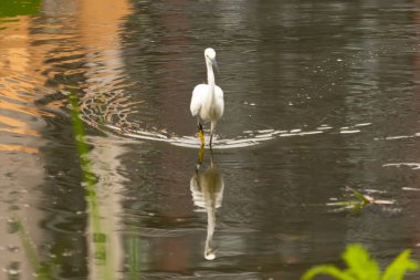 Bu büyük balıkçıl fotoğraf çekildiğinde suda yüzüyordu. Bu kuş gölde yiyecek arıyor. Hareketi gösteren dalgalar. Kuşun net yansıması çok güzel..
