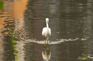 Bu büyük balıkçıl fotoğraf çekildiğinde suda yüzüyordu. Bu kuş gölde yiyecek arıyor. Hareketi gösteren dalgalar. Kuşun net yansıması çok güzel..