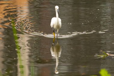 Bu büyük balıkçıl fotoğraf çekildiğinde suda yüzüyordu. Bu kuş gölde yiyecek arıyor. Hareketi gösteren dalgalar. Kuşun net yansıması çok güzel..