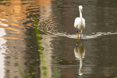Bu büyük balıkçıl fotoğraf çekildiğinde suda yüzüyordu. Bu kuş gölde yiyecek arıyor. Hareketi gösteren dalgalar. Kuşun net yansıması çok güzel..