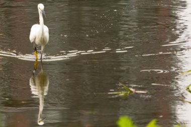 Bu büyük balıkçıl fotoğraf çekildiğinde suda yüzüyordu. Bu kuş gölde yiyecek arıyor. Hareketi gösteren dalgalar. Kuşun net yansıması çok güzel..