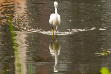 Bu büyük balıkçıl fotoğraf çekildiğinde suda yüzüyordu. Bu kuş gölde yiyecek arıyor. Hareketi gösteren dalgalar. Kuşun net yansıması çok güzel..