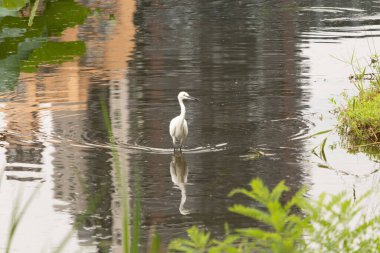 Bu büyük balıkçıl fotoğraf çekildiğinde suda yüzüyordu. Bu kuş gölde yiyecek arıyor. Hareketi gösteren dalgalar. Kuşun net yansıması çok güzel..