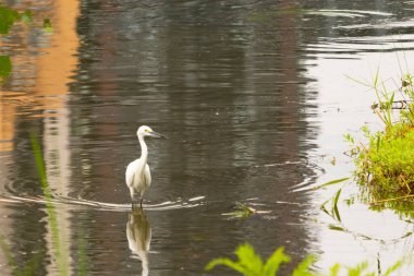 Bu büyük balıkçıl fotoğraf çekildiğinde suda yüzüyordu. Bu kuş gölde yiyecek arıyor. Hareketi gösteren dalgalar. Kuşun net yansıması çok güzel..