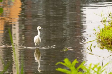 Bu büyük balıkçıl fotoğraf çekildiğinde suda yüzüyordu. Bu kuş gölde yiyecek arıyor. Hareketi gösteren dalgalar. Kuşun net yansıması çok güzel..