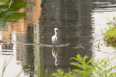 Bu büyük balıkçıl fotoğraf çekildiğinde suda yüzüyordu. Bu kuş gölde yiyecek arıyor. Hareketi gösteren dalgalar. Kuşun net yansıması çok güzel..