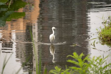 Bu büyük balıkçıl fotoğraf çekildiğinde suda yüzüyordu. Bu kuş gölde yiyecek arıyor. Hareketi gösteren dalgalar. Kuşun net yansıması çok güzel..