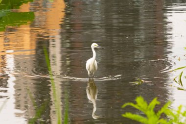 Bu büyük balıkçıl fotoğraf çekildiğinde suda yüzüyordu. Bu kuş gölde yiyecek arıyor. Hareketi gösteren dalgalar. Kuşun net yansıması çok güzel..
