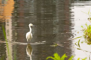 Bu büyük balıkçıl fotoğraf çekildiğinde suda yüzüyordu. Bu kuş gölde yiyecek arıyor. Hareketi gösteren dalgalar. Kuşun net yansıması çok güzel..