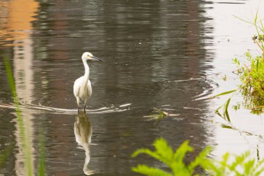 Bu büyük balıkçıl fotoğraf çekildiğinde suda yüzüyordu. Bu kuş gölde yiyecek arıyor. Hareketi gösteren dalgalar. Kuşun net yansıması çok güzel..