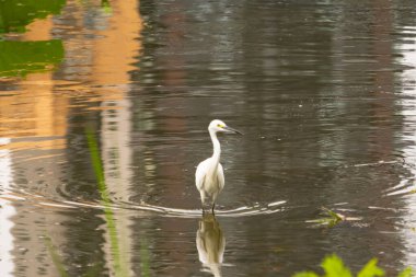 Bu büyük balıkçıl fotoğraf çekildiğinde suda yüzüyordu. Bu kuş gölde yiyecek arıyor. Hareketi gösteren dalgalar. Kuşun net yansıması çok güzel..