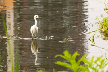 Bu büyük balıkçıl fotoğraf çekildiğinde suda yüzüyordu. Bu kuş gölde yiyecek arıyor. Hareketi gösteren dalgalar. Kuşun net yansıması çok güzel..