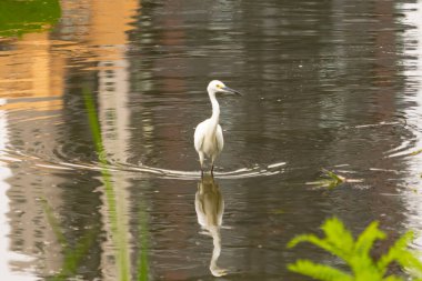 Bu büyük balıkçıl fotoğraf çekildiğinde suda yüzüyordu. Bu kuş gölde yiyecek arıyor. Hareketi gösteren dalgalar. Kuşun net yansıması çok güzel..