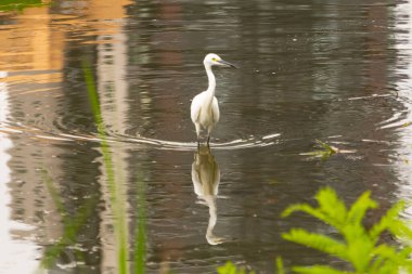 Bu büyük balıkçıl fotoğraf çekildiğinde suda yüzüyordu. Bu kuş gölde yiyecek arıyor. Hareketi gösteren dalgalar. Kuşun net yansıması çok güzel..