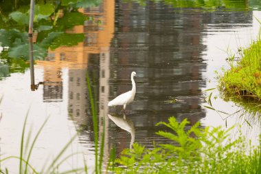 Bu büyük balıkçıl fotoğraf çekildiğinde suda yüzüyordu. Bu kuş gölde yiyecek arıyor. Hareketi gösteren dalgalar. Kuşun net yansıması çok güzel..
