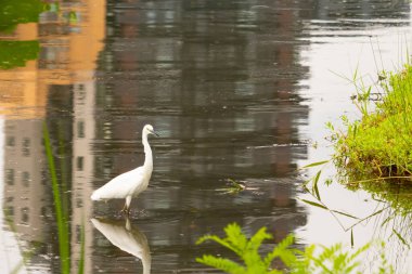 Bu büyük balıkçıl fotoğraf çekildiğinde suda yüzüyordu. Bu kuş gölde yiyecek arıyor. Hareketi gösteren dalgalar. Kuşun net yansıması çok güzel..