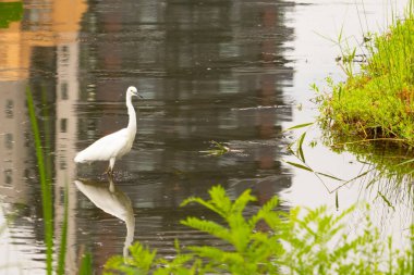 Bu büyük balıkçıl fotoğraf çekildiğinde suda yüzüyordu. Bu kuş gölde yiyecek arıyor. Hareketi gösteren dalgalar. Kuşun net yansıması çok güzel..