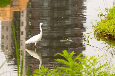 Bu büyük balıkçıl fotoğraf çekildiğinde suda yüzüyordu. Bu kuş gölde yiyecek arıyor. Hareketi gösteren dalgalar. Kuşun net yansıması çok güzel..