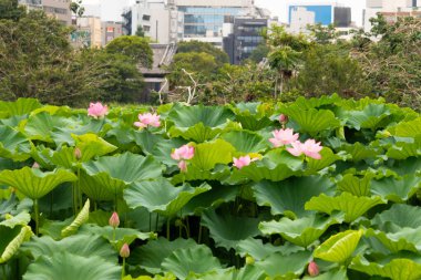 Tokyo 'daki hayvanat bahçesinin dışındaki Ueno Park' tan görülen nilüfer yaprağının manzarası. Büyük yeşil yapraklar güzel pembe çiçeklerle yayıldı. Binalar tipik bir Asya perisi ile arkada görülebilir..