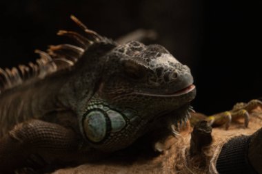Bu güzel iguana poz vererek fotoğraf çekerken bize gülümsüyor gibi görünüyordu. Sırtındaki sivri uçlar ve güzel, yeşil pullu vücudu. Sarı gözler bize bakıyor..