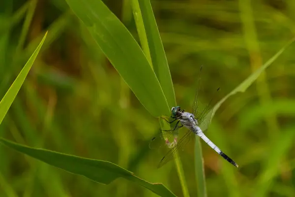 Bu güzel yusufçuk bu arazide uçuyordu ve çim yapraklarına tutunuyordu. Güzel vücudu parçalanmış görünüyor. İçlerindeki siyah hücreyi gösteren açık kanatlar uzanıyor..