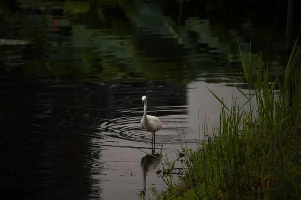 Bu büyük balıkçıl fotoğraf çekildiğinde suda yüzüyordu. Bu kuş gölde yiyecek arıyor. Hareketi gösteren dalgalar. Kuşun net yansıması çok güzel..