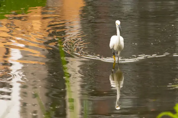 Bu büyük balıkçıl fotoğraf çekildiğinde suda yüzüyordu. Bu kuş gölde yiyecek arıyor. Hareketi gösteren dalgalar. Kuşun net yansıması çok güzel..