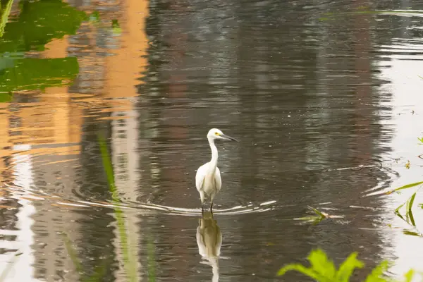 Bu büyük balıkçıl fotoğraf çekildiğinde suda yüzüyordu. Bu kuş gölde yiyecek arıyor. Hareketi gösteren dalgalar. Kuşun net yansıması çok güzel..