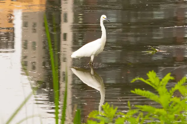 Bu büyük balıkçıl fotoğraf çekildiğinde suda yüzüyordu. Bu kuş gölde yiyecek arıyor. Hareketi gösteren dalgalar. Kuşun net yansıması çok güzel..