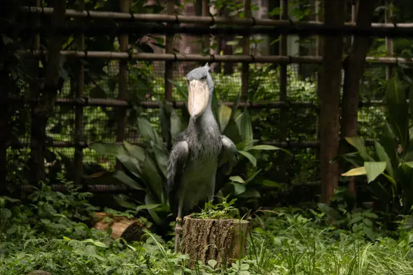 Resme poz vermek için çok güzel bir ayakkabı faturası. Kuşun çok büyük bir gagası var ve gülümsüyor gibi görünüyor. Gri tüyler biraz dalgalı görünüyor ve sarı gözler onu yaramaz gösteriyor..