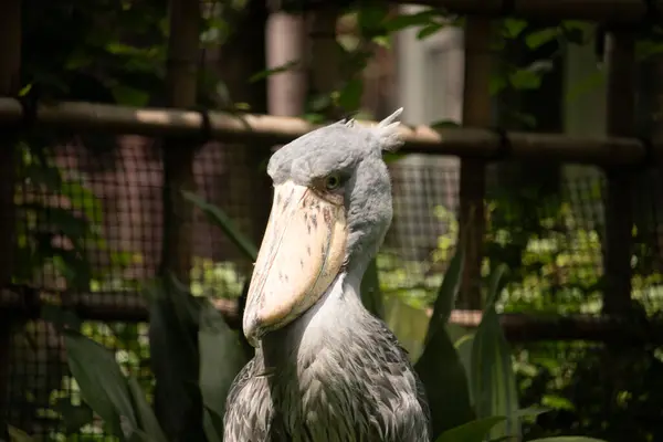 Resme poz vermek için çok güzel bir ayakkabı faturası. Kuşun çok büyük bir gagası var ve gülümsüyor gibi görünüyor. Gri tüyler biraz dalgalı görünüyor ve sarı gözler onu yaramaz gösteriyor..