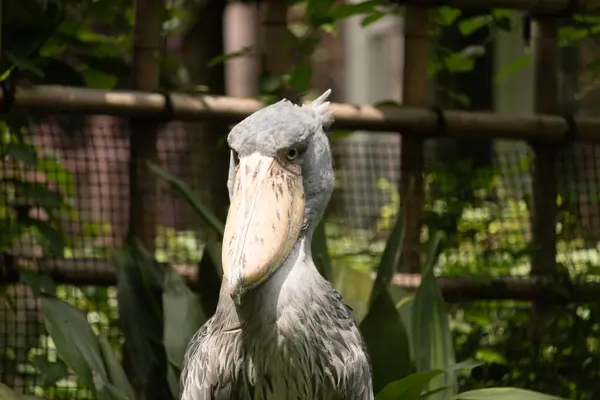 Resme poz vermek için çok güzel bir ayakkabı faturası. Kuşun çok büyük bir gagası var ve gülümsüyor gibi görünüyor. Gri tüyler biraz dalgalı görünüyor ve sarı gözler onu yaramaz gösteriyor..