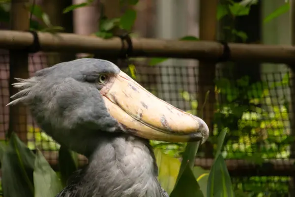 Resme poz vermek için çok güzel bir ayakkabı faturası. Kuşun çok büyük bir gagası var ve gülümsüyor gibi görünüyor. Gri tüyler biraz dalgalı görünüyor ve sarı gözler onu yaramaz gösteriyor..