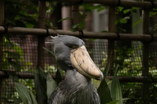 Resme poz vermek için çok güzel bir ayakkabı faturası. Kuşun çok büyük bir gagası var ve gülümsüyor gibi görünüyor. Gri tüyler biraz dalgalı görünüyor ve sarı gözler onu yaramaz gösteriyor..