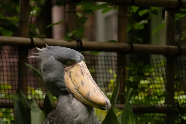 Resme poz vermek için çok güzel bir ayakkabı faturası. Kuşun çok büyük bir gagası var ve gülümsüyor gibi görünüyor. Gri tüyler biraz dalgalı görünüyor ve sarı gözler onu yaramaz gösteriyor..
