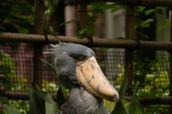 Resme poz vermek için çok güzel bir ayakkabı faturası. Kuşun çok büyük bir gagası var ve gülümsüyor gibi görünüyor. Gri tüyler biraz dalgalı görünüyor ve sarı gözler onu yaramaz gösteriyor..