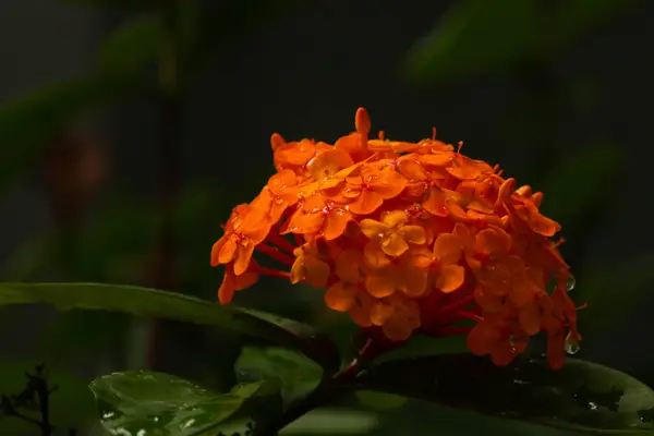 Bu güzel çiçek kümesi birçok kişi tarafından orman alevi olarak bilinir. Bu Batı Hint yasemininin bir türüdür ve gerçekten parlak turuncu renklerle bölgeyi aydınlatır..