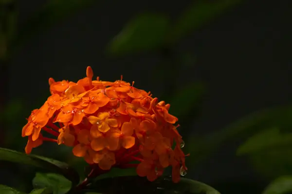 Bu güzel çiçek kümesi birçok kişi tarafından orman alevi olarak bilinir. Bu Batı Hint yasemininin bir türüdür ve gerçekten parlak turuncu renklerle bölgeyi aydınlatır..