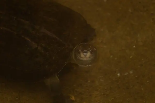 Kaplumbağaya yakın çekim. yüksek kaliteli fotoğraf