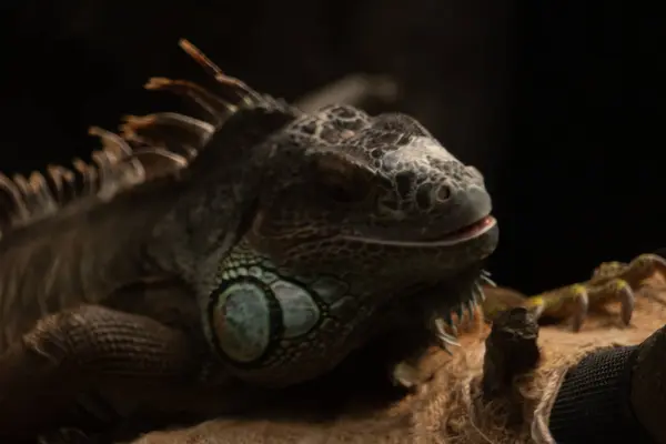 Bu güzel iguana poz vererek fotoğraf çekerken bize gülümsüyor gibi görünüyordu. Sırtındaki sivri uçlar ve güzel, yeşil pullu vücudu. Sarı gözler bize bakıyor..