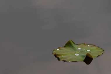 Bu güzel yeşil nilüfer yaprağı fotoğraf çekildiğinde gölette oturuyordu. Su çok sakin ve yansıtıcı, neredeyse bir ayna gibi. Tesisin üzerinde boncuklar vardı..  
