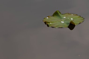 Bu güzel yeşil nilüfer yaprağı fotoğraf çekildiğinde gölette oturuyordu. Su çok sakin ve yansıtıcı, neredeyse bir ayna gibi. Tesisin üzerinde boncuklar vardı..  