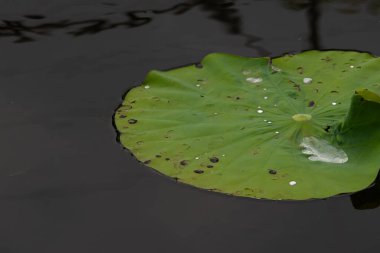 Bu güzel yeşil nilüfer yaprağı fotoğraf çekildiğinde gölette oturuyordu. Su çok sakin ve yansıtıcı, neredeyse bir ayna gibi. Tesisin üzerinde boncuklar vardı..  