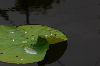 Bu güzel yeşil nilüfer yaprağı fotoğraf çekildiğinde gölette oturuyordu. Su çok sakin ve yansıtıcı, neredeyse bir ayna gibi. Tesisin üzerinde boncuklar vardı..  